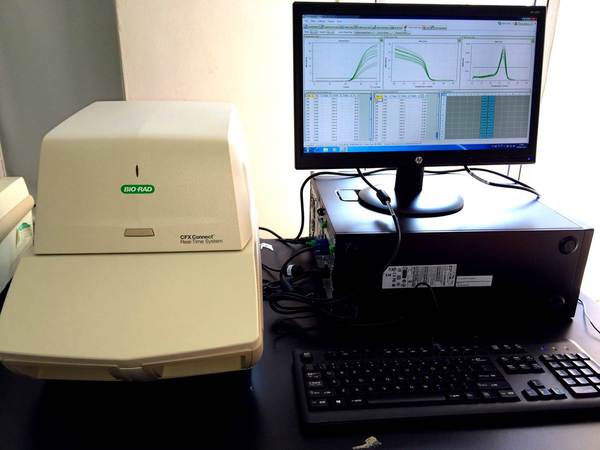Real-Time PCR Detection System
