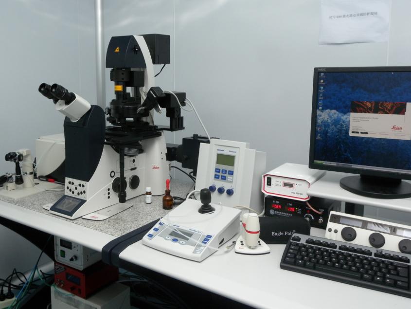 TCS SP5 Laser-Scanning Confocal Microscopy
